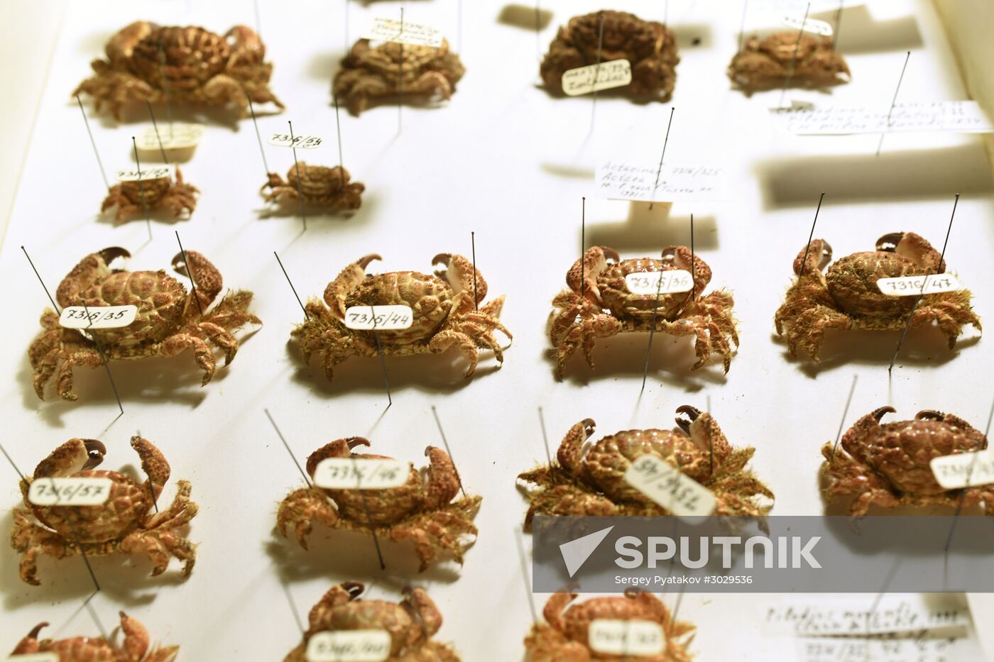 "Ordinary Extraordinary Animals" exhibition opens in Moscow