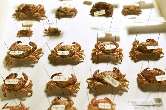 "Ordinary Extraordinary Animals" exhibition opens in Moscow