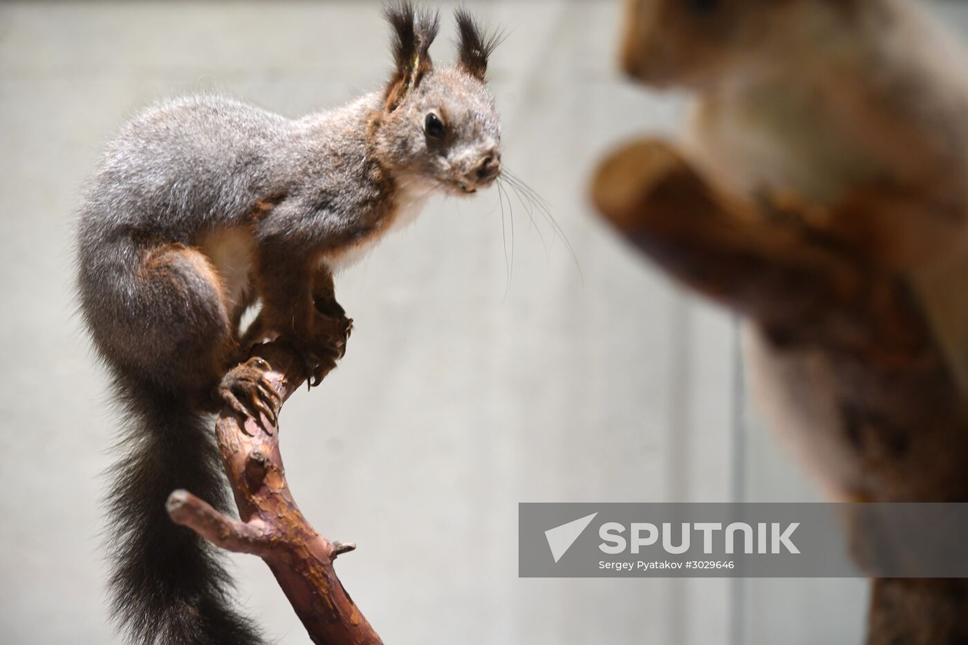 "Ordinary Extraordinary Animals" exhibition opens in Moscow