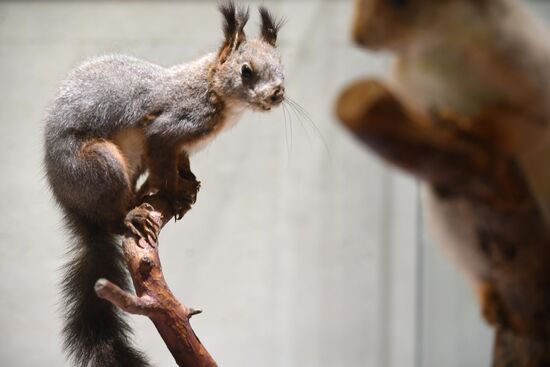 "Ordinary Extraordinary Animals" exhibition opens in Moscow