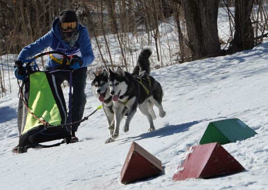 Dogsled competition in Primorye Territory