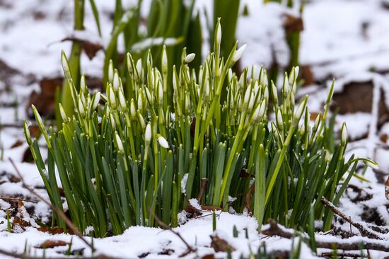 First snow-drops bloom in Moscow