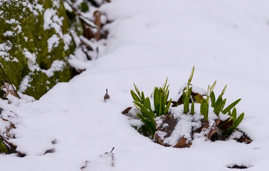 First snow-drops bloom in Moscow