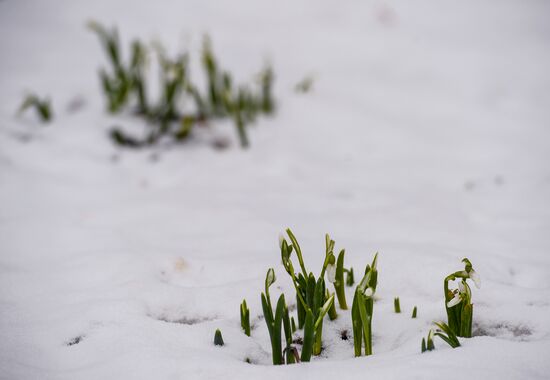 First snow-drops bloom in Moscow