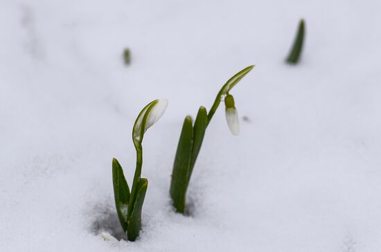 First snow-drops bloom in Moscow