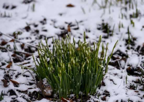 First snow-drops bloom in Moscow