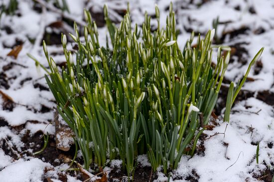 First snow-drops bloom in Moscow