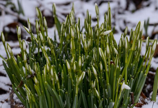 First snow-drops bloom in Moscow