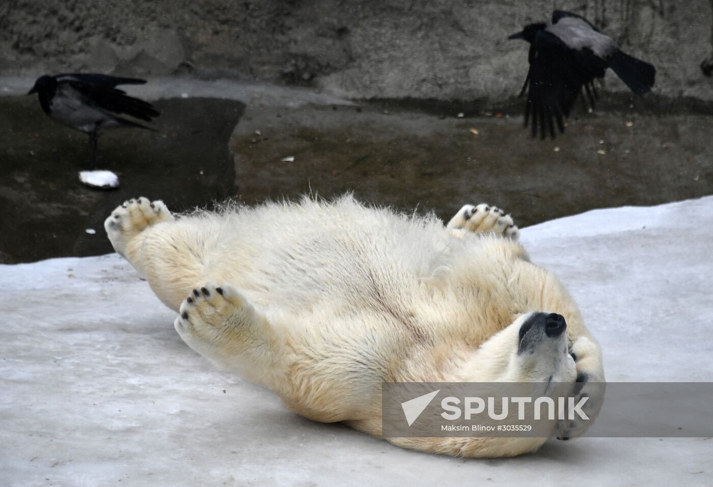 Polar bears in Moscow Zoo