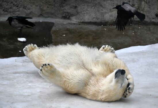 Polar bears in Moscow Zoo