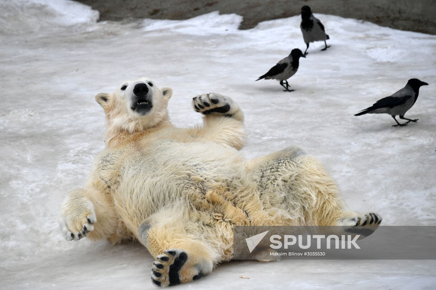 Polar bears in Moscow Zoo