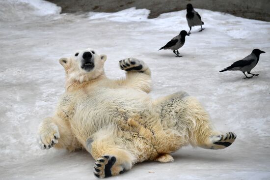 Polar bears in Moscow Zoo