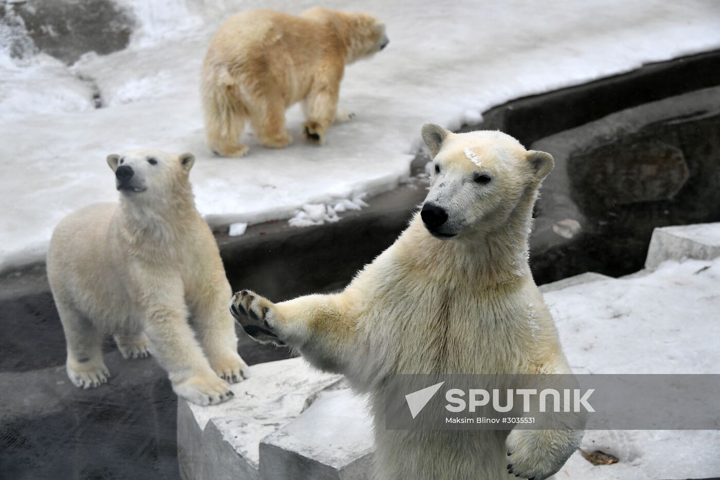 Polar bears in Moscow Zoo