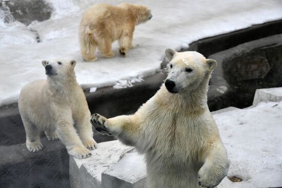 Polar bears in Moscow Zoo