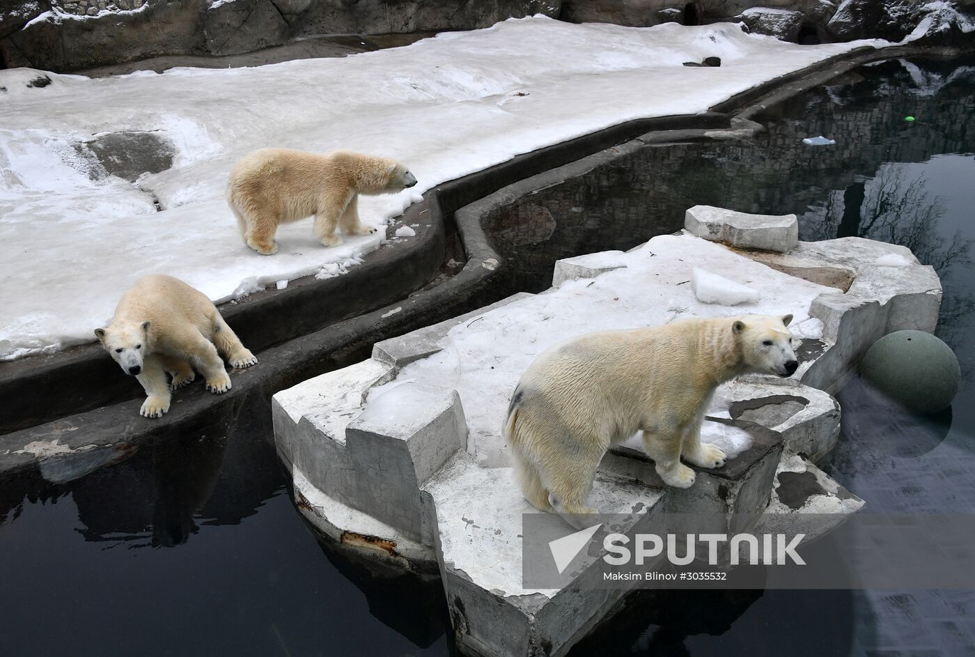 Polar bears in Moscow Zoo