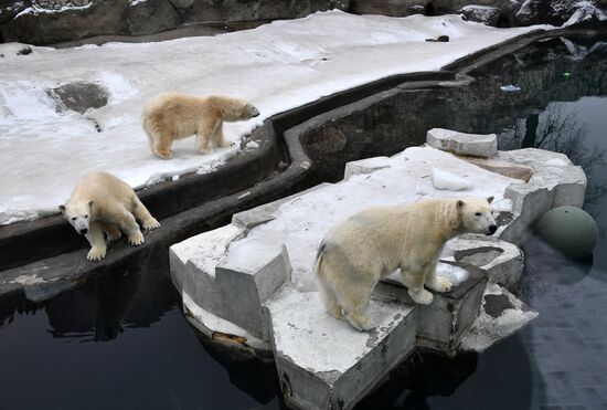 Polar bears in Moscow Zoo