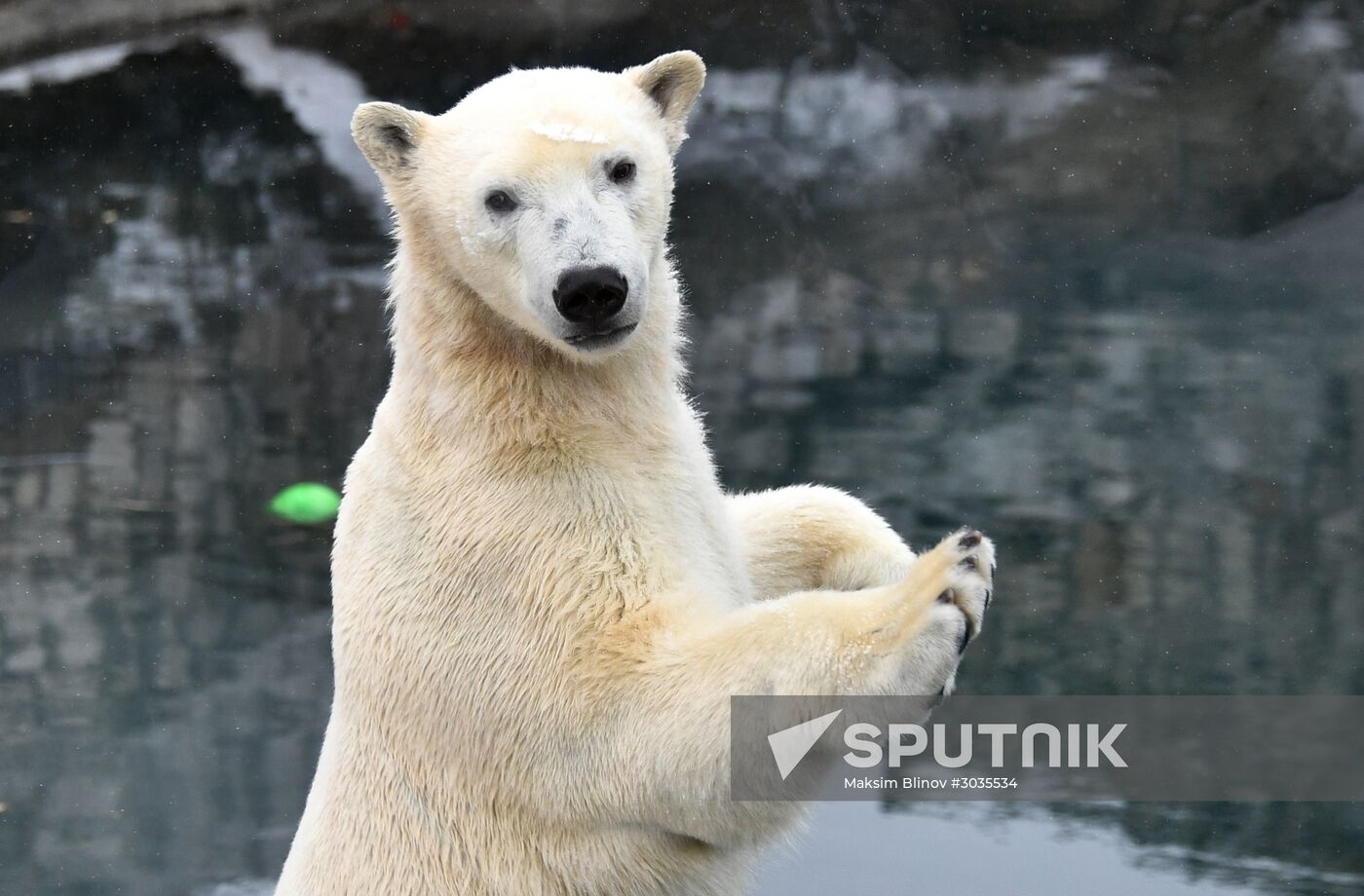 Polar bears in Moscow Zoo