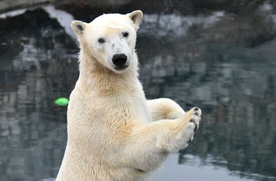 Polar bears in Moscow Zoo