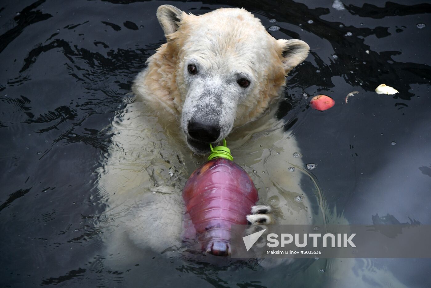 Polar bears in Moscow Zoo