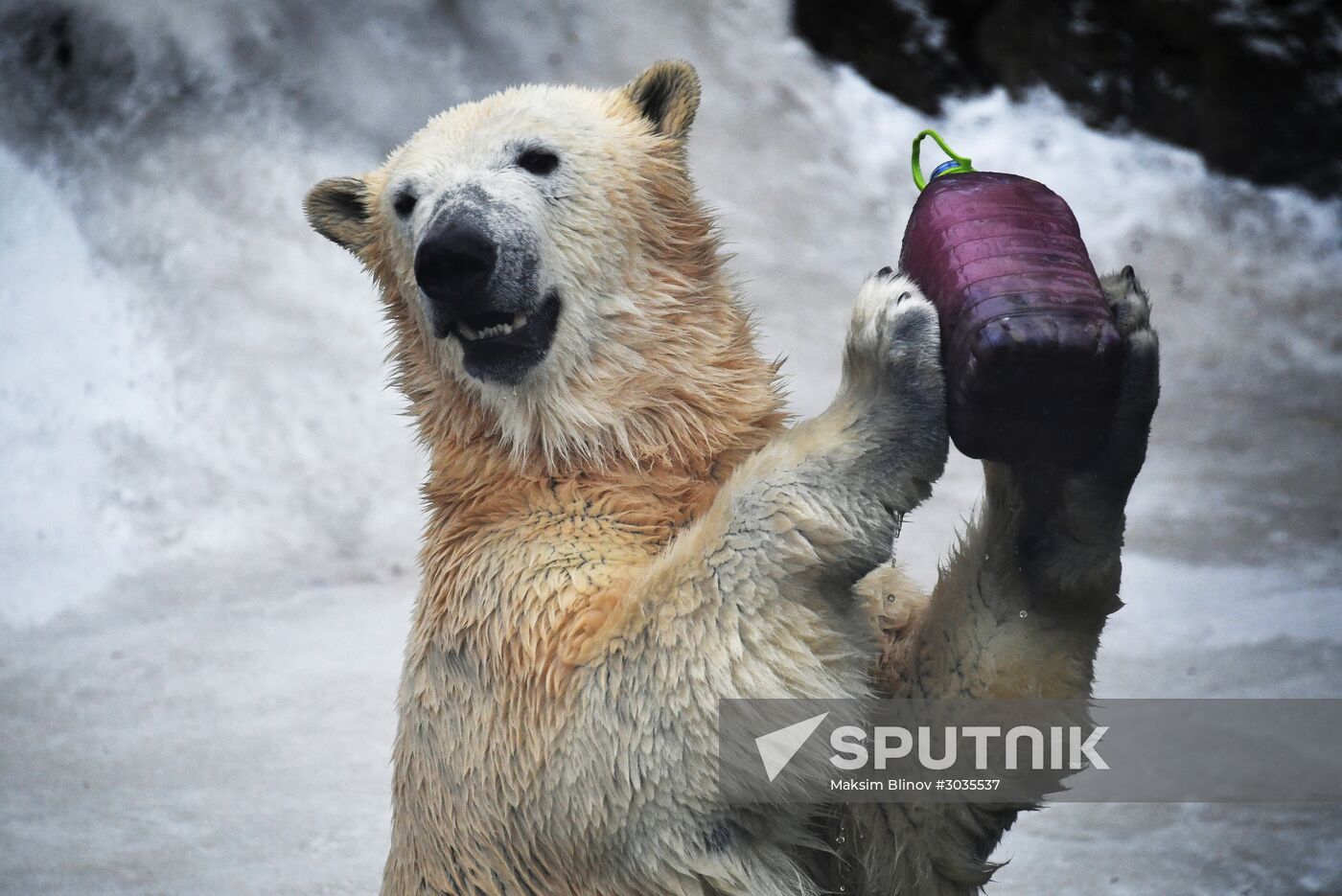 Polar bears in Moscow Zoo