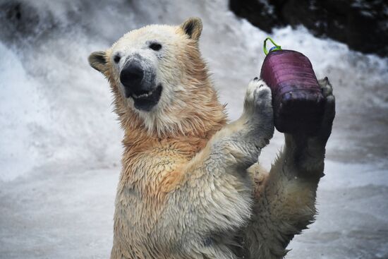 Polar bears in Moscow Zoo