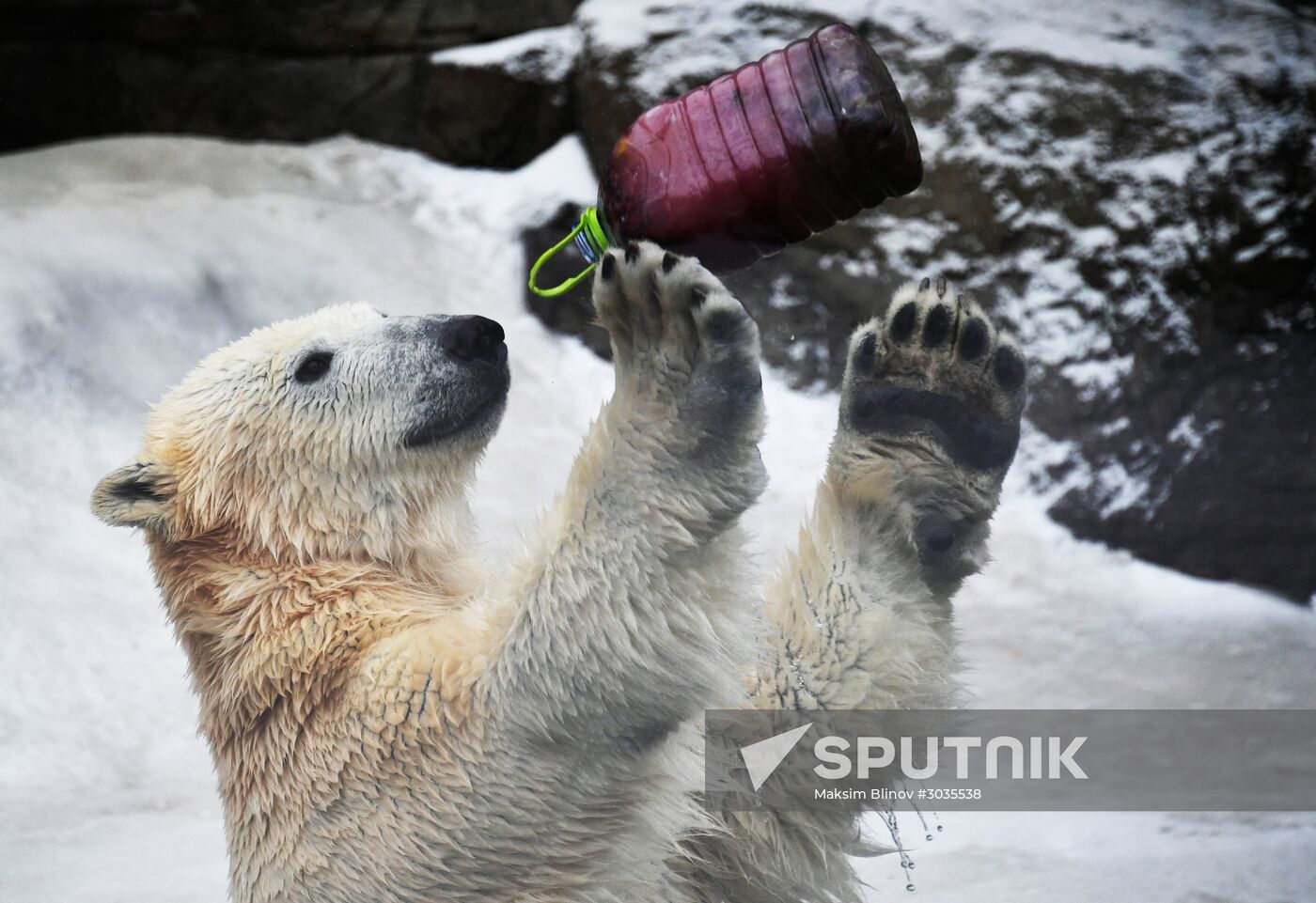Polar bears in Moscow Zoo