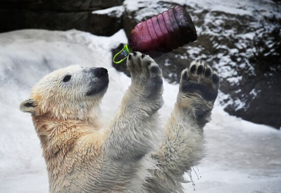 Polar bears in Moscow Zoo