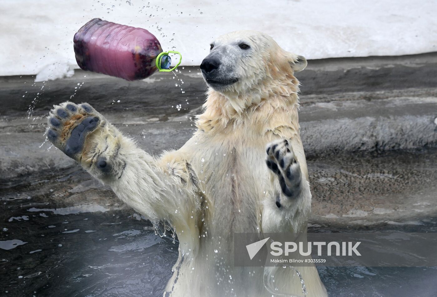 Polar bears in Moscow Zoo