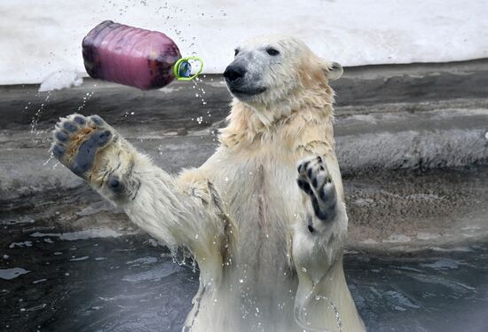 Polar bears in Moscow Zoo