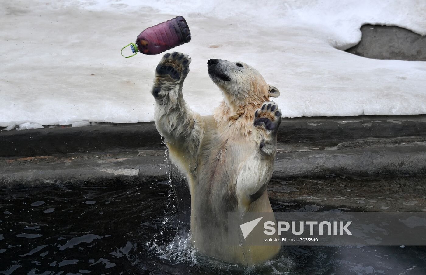 Polar bears in Moscow Zoo