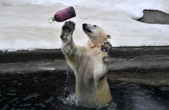 Polar bears in Moscow Zoo
