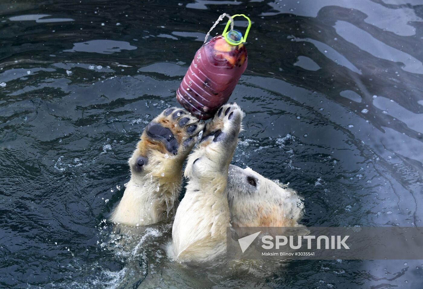 Polar bears in Moscow Zoo