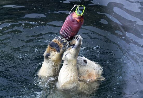 Polar bears in Moscow Zoo
