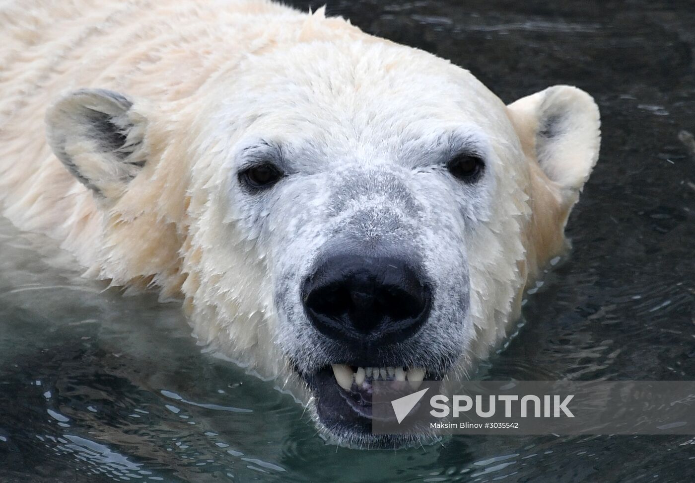 Polar bears in Moscow Zoo
