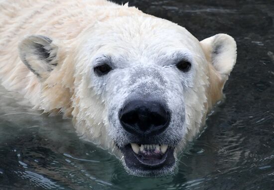 Polar bears in Moscow Zoo