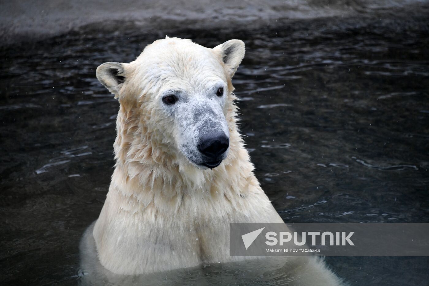 Polar bears in Moscow Zoo