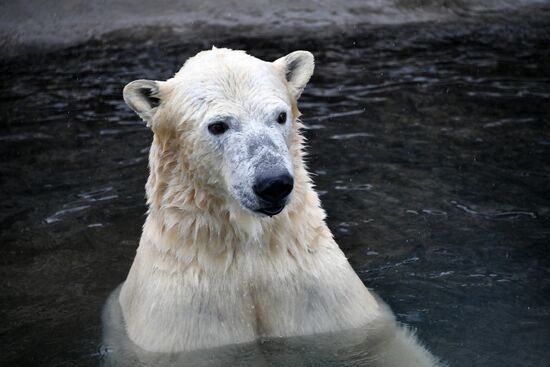 Polar bears in Moscow Zoo