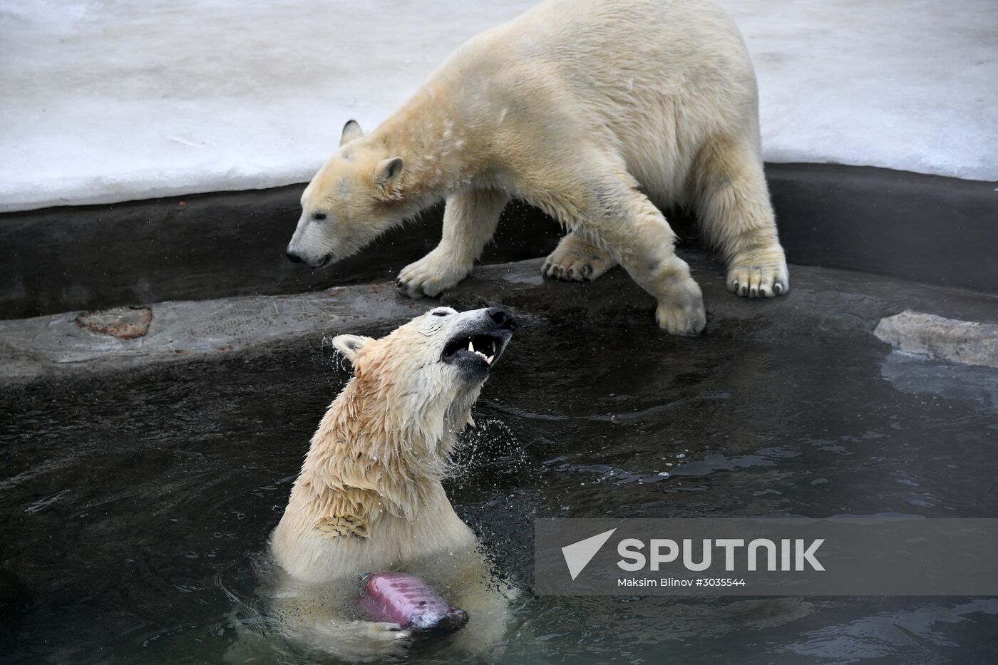 Polar bears in Moscow Zoo