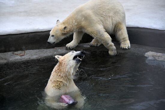 Polar bears in Moscow Zoo