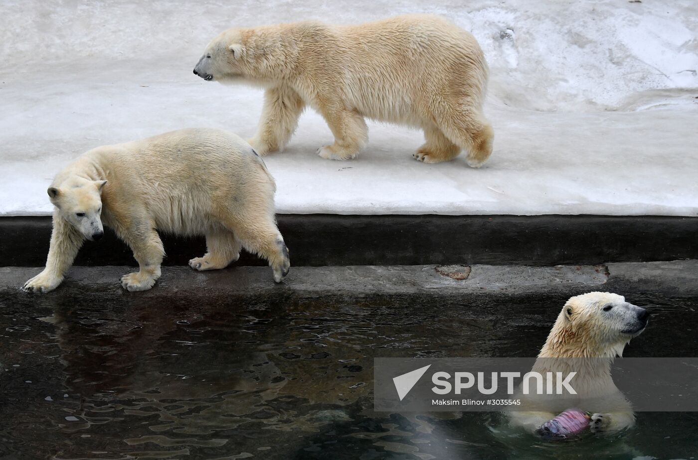 Polar bears in Moscow Zoo