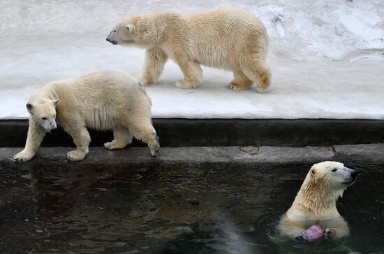 Polar bears in Moscow Zoo