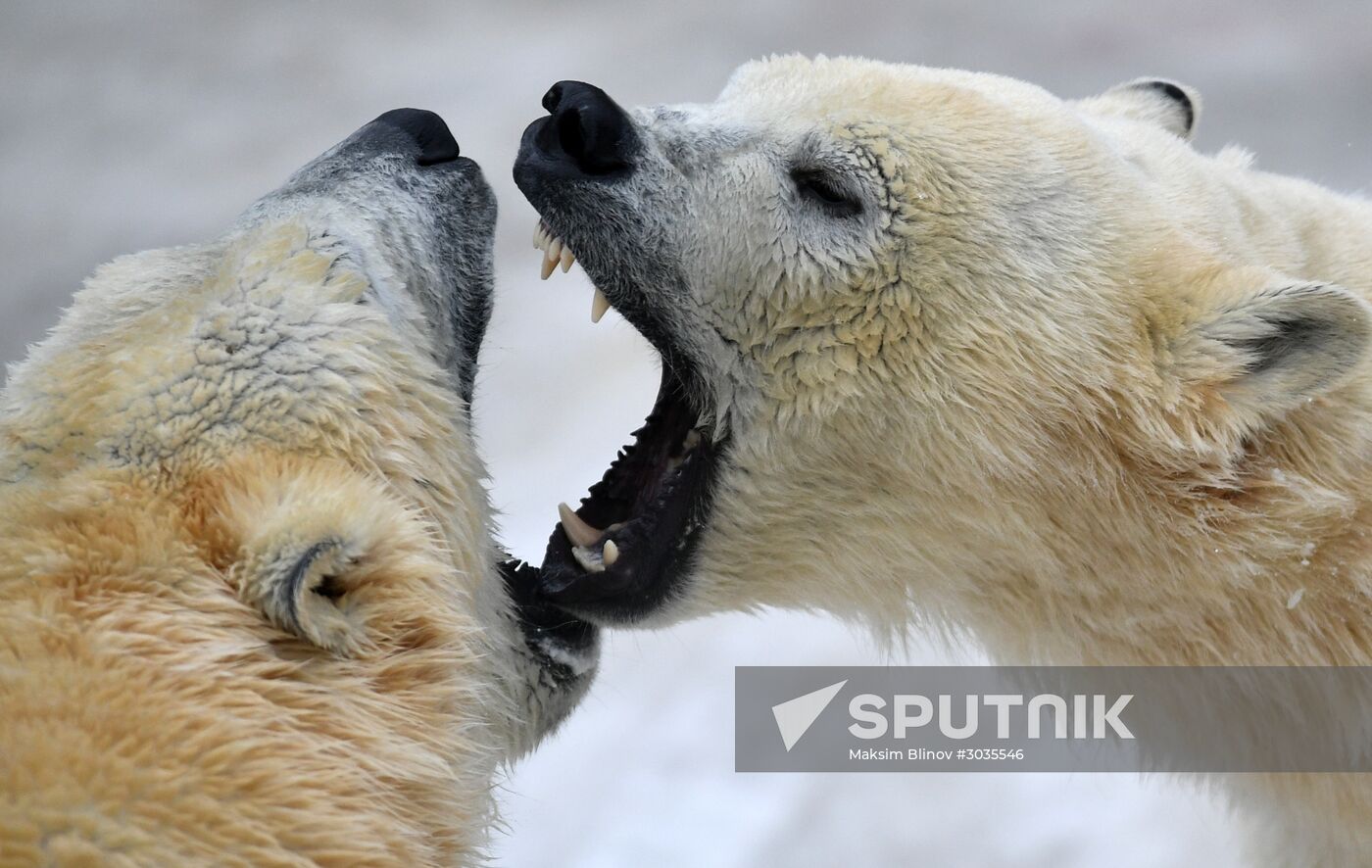 Polar bears in Moscow Zoo