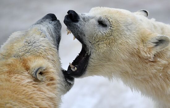 Polar bears in Moscow Zoo