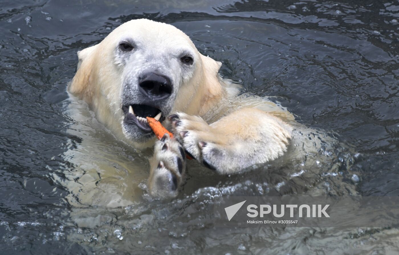 Polar bears in Moscow Zoo