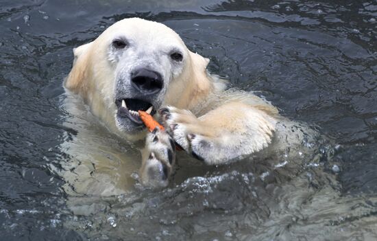Polar bears in Moscow Zoo