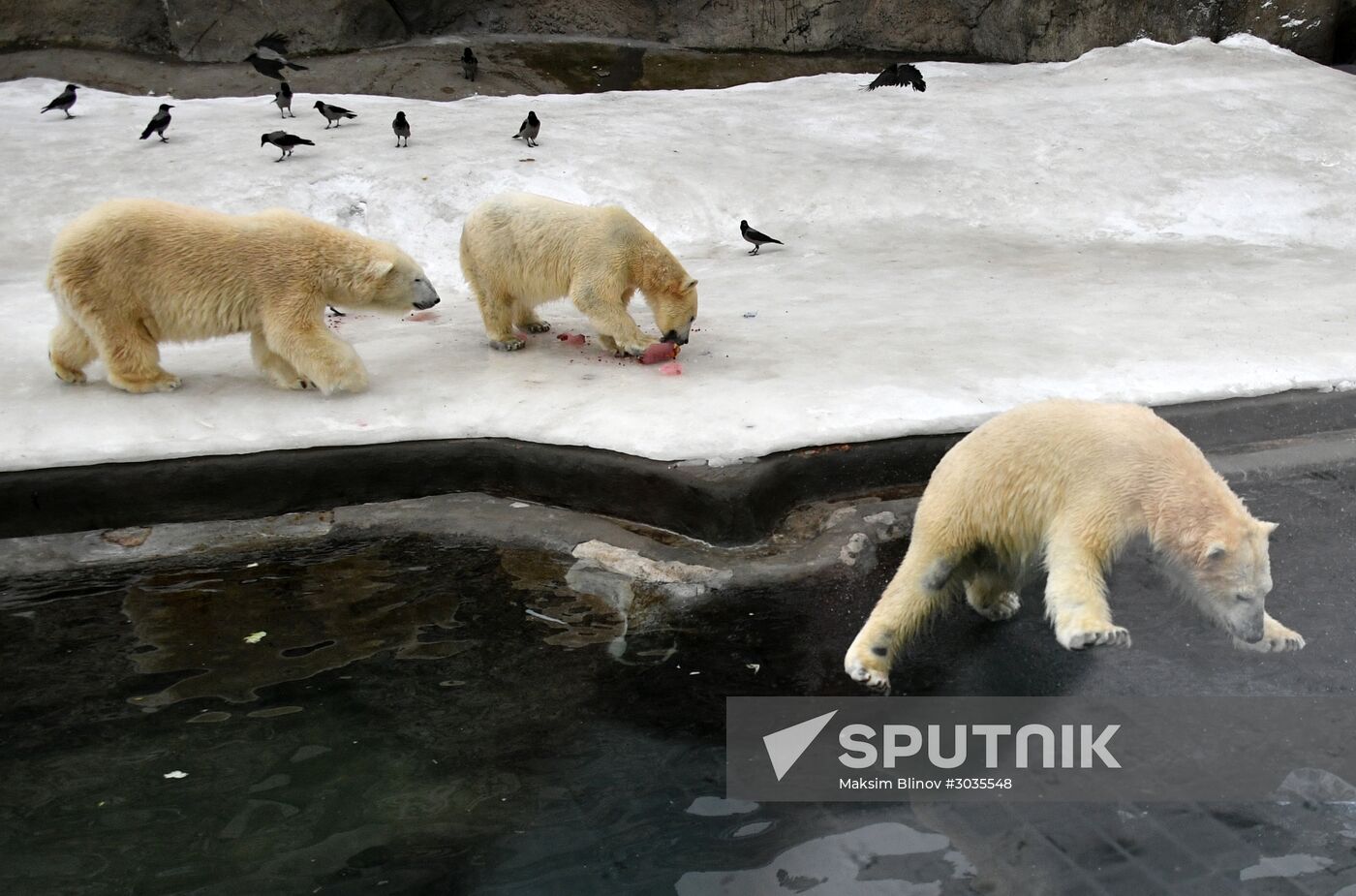 Polar bears in Moscow Zoo