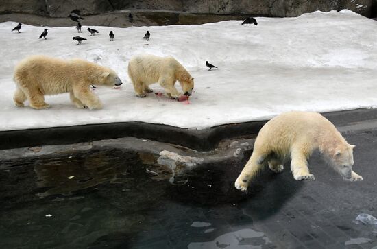 Polar bears in Moscow Zoo