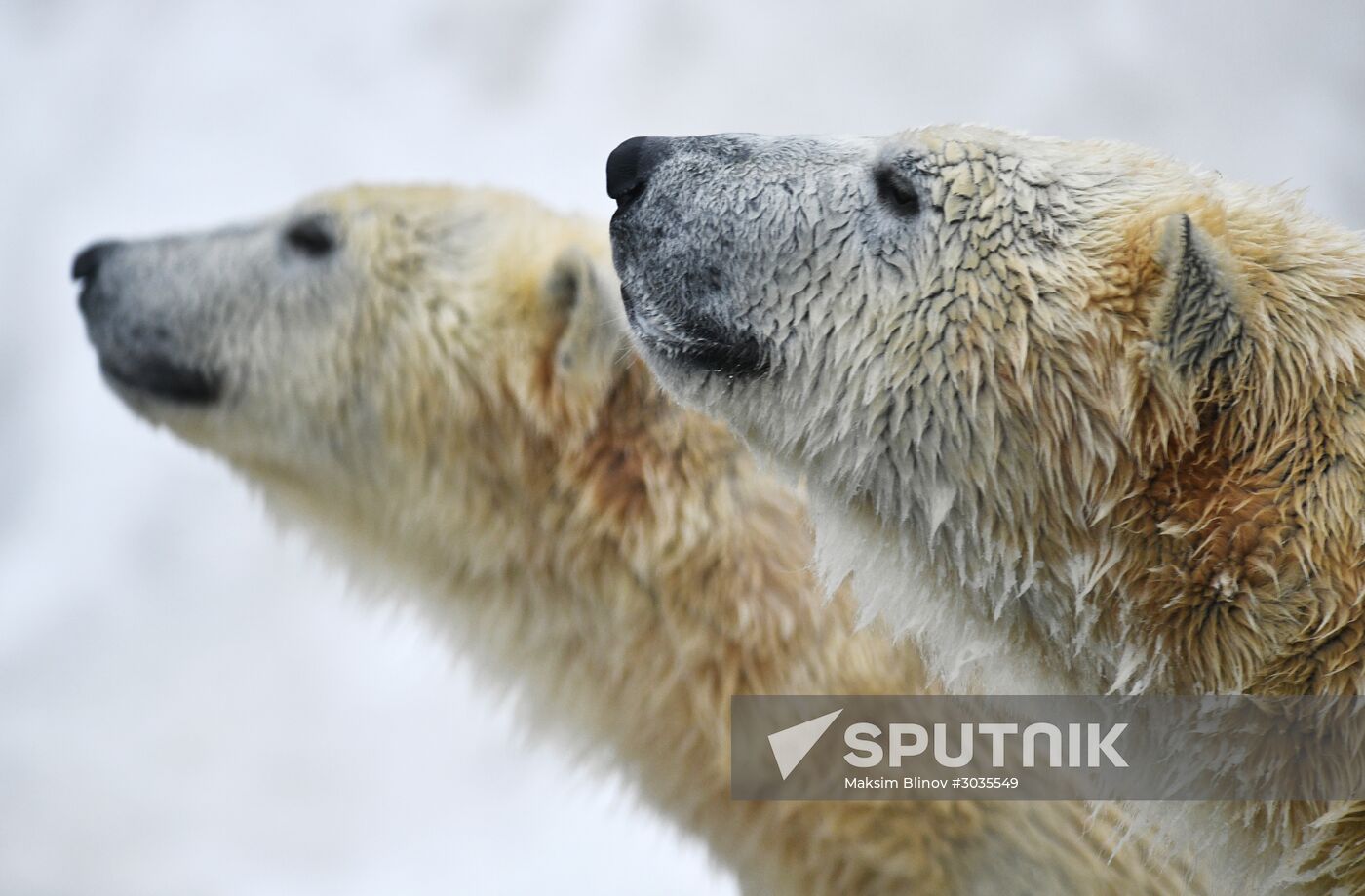 Polar bears in Moscow Zoo