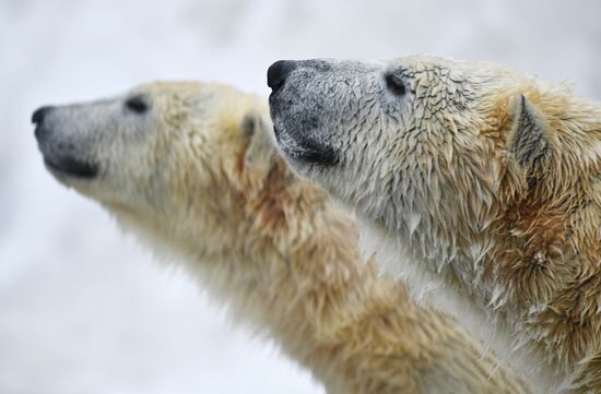 Polar bears in Moscow Zoo