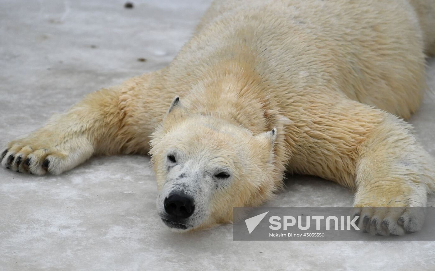 Polar bears in Moscow Zoo